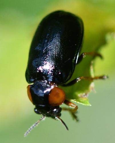 Réf. 282 640 : Smaragdina aurita
